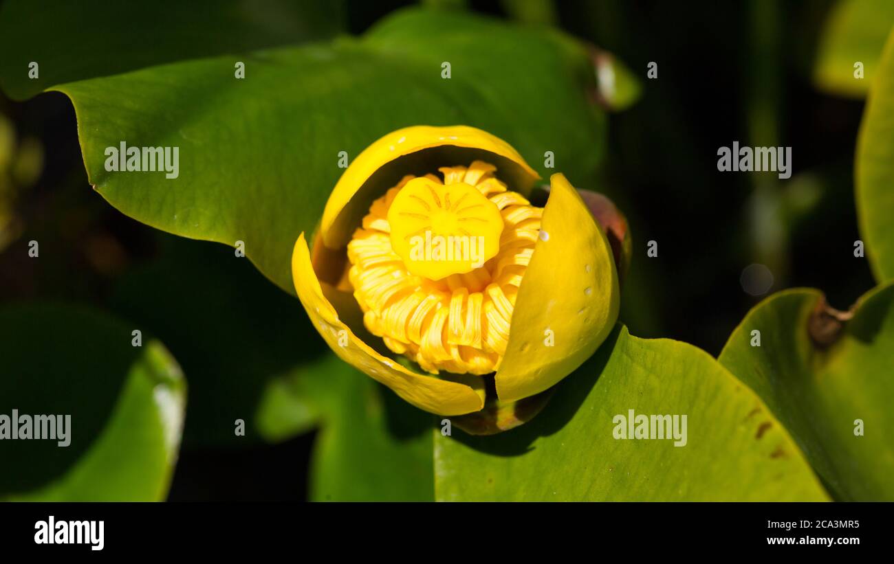 Cerca de Nuphar Lutea flor. Planta acuática amarilla también conocida como botella amarilla de lirio de agua o de brandy. Perteneciente a la familia Nymphaeaceae. Foto de stock