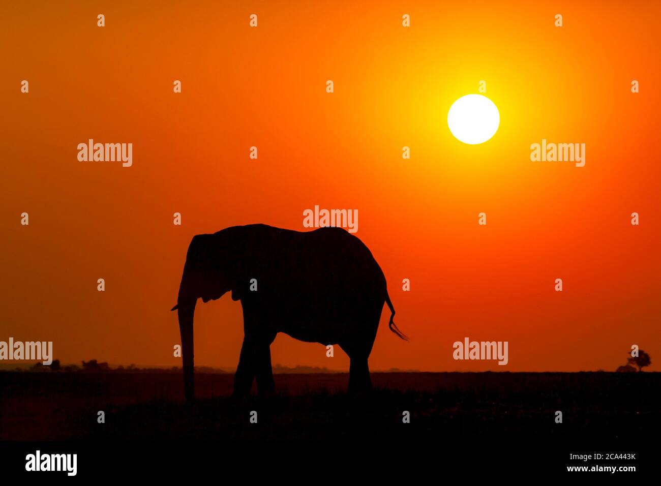 Silueta de elefante africano al atardecer Foto de stock