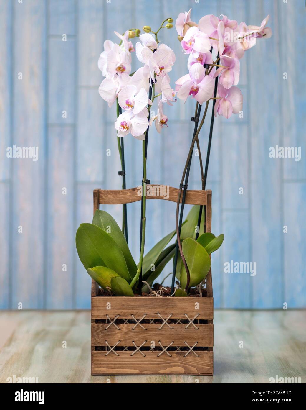 Phalaenopsist polilla orquídea en la caja de madera Fotografía de stock -  Alamy