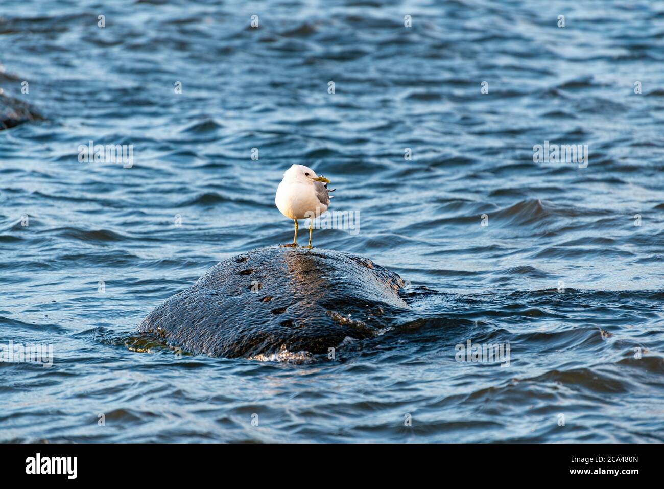 La gaviota común (Larus canus) o el mareo es una gaviota de tamaño medio que se reproduce en el norte de Asia, el norte de Europa y el noroeste de América del Norte. Foto de stock