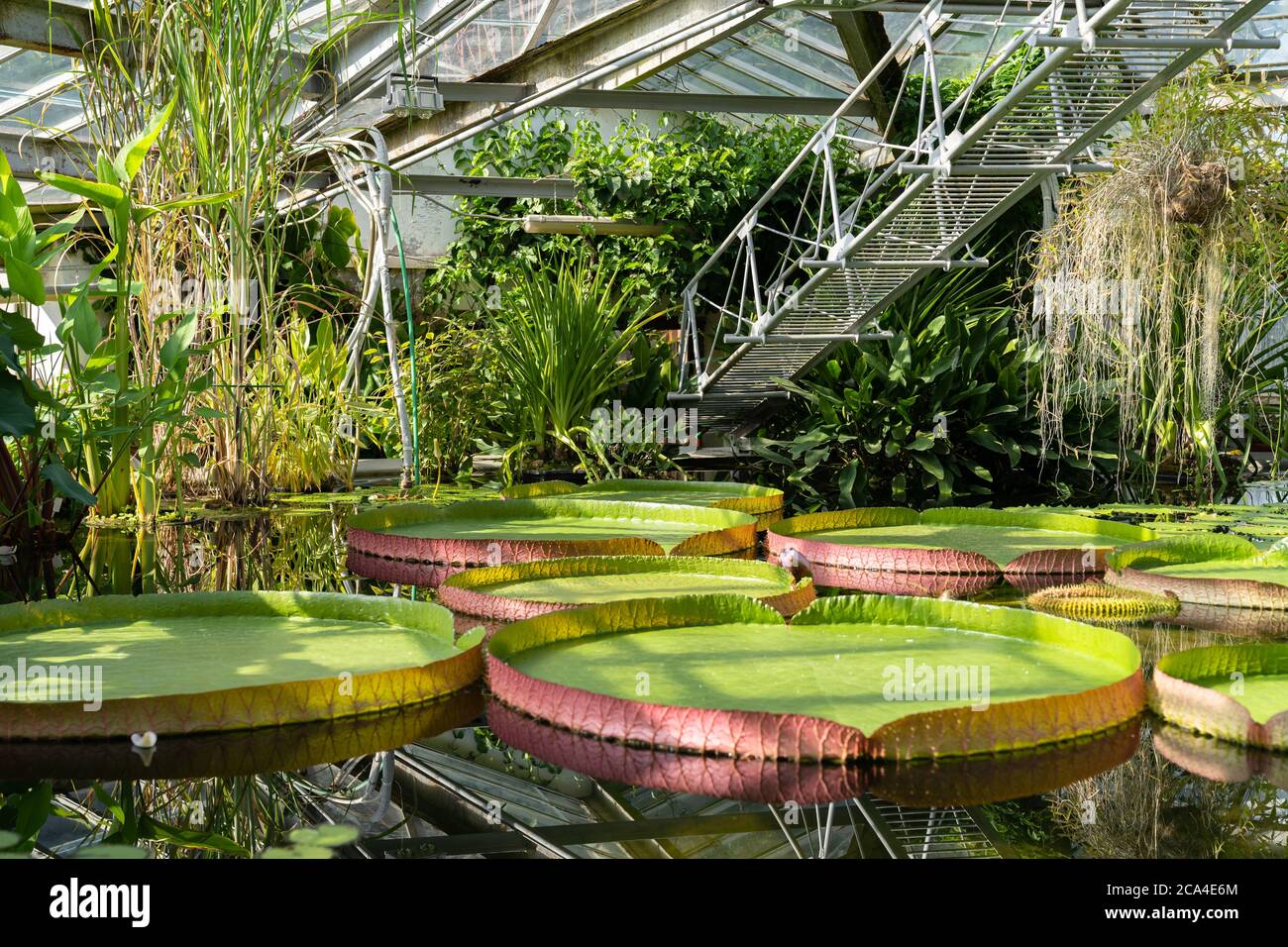 Plantas acuáticas tropicales - lirio de agua gigante y Victoria amazónica flotando en invernadero. Foto de stock