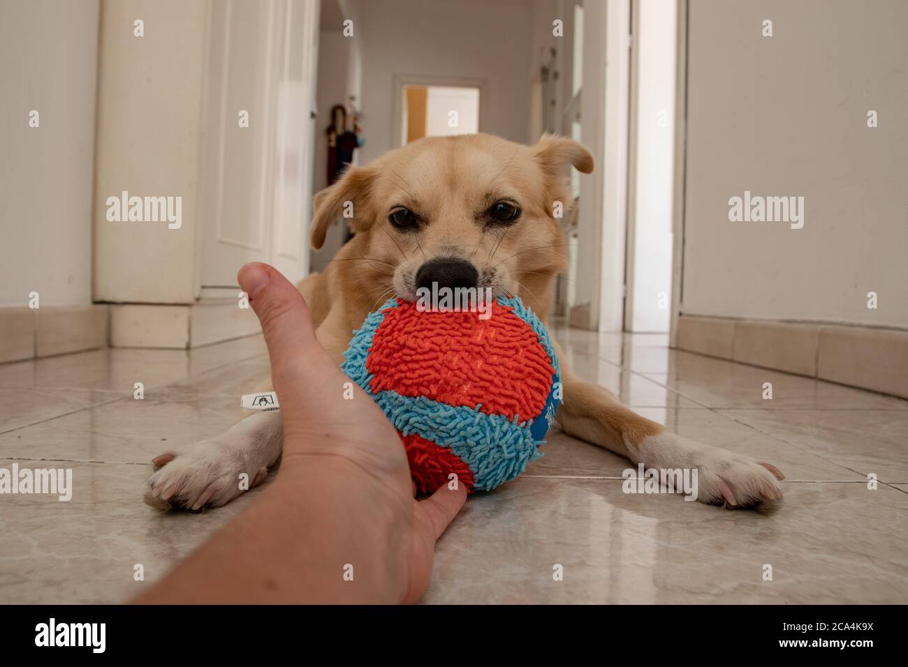 El perro quiere jugar con la pelota en el interior. Espere a que se inicie. Foto de stock