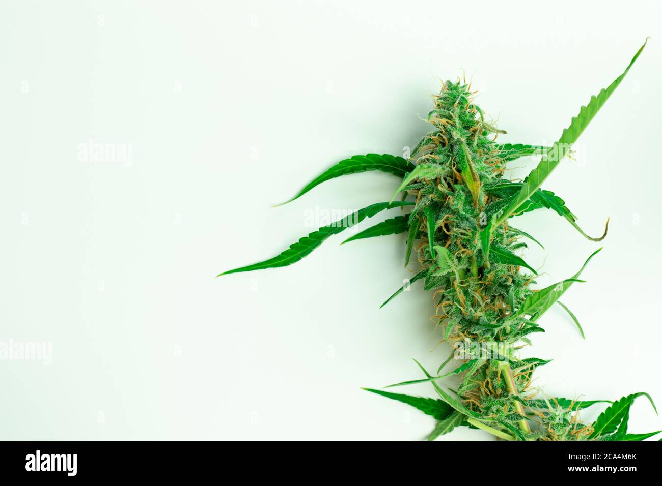 Legalización Del Cannabis. Pipa Para Fumar Marihuana CBD Y THC En Bud  Fotos, retratos, imágenes y fotografía de archivo libres de derecho. Image  151368661