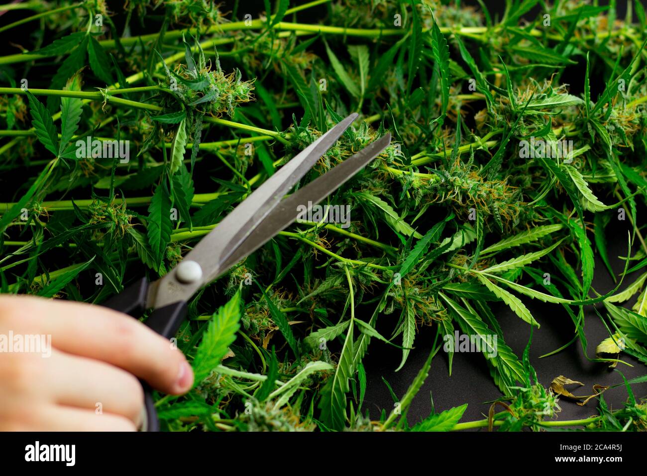 Hombre mano con tijeras de cortar plantas de malas hierbas. Ciruela de cannabis. Industria de la marihuana comercial. Procesamiento de THC Foto de stock