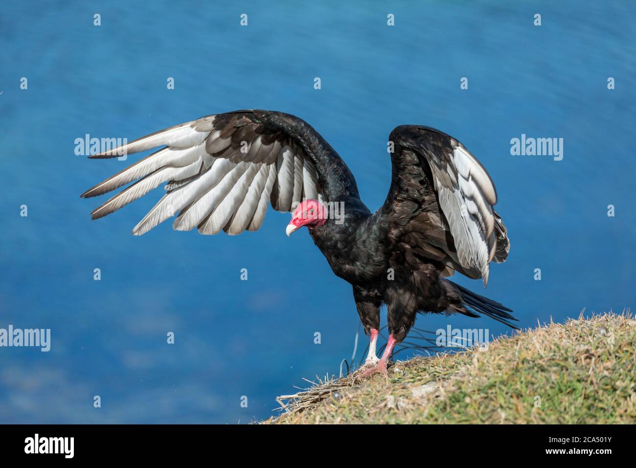 Turquia Vulture; Cathartes aura; alas esparcidas; Falklands Foto de stock