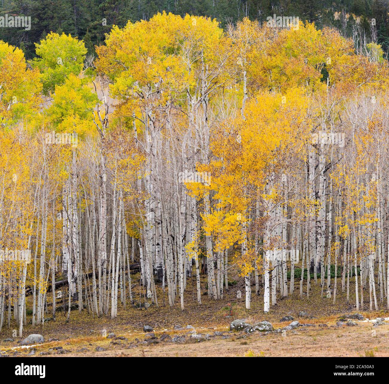 Vista de los álamos americanos (Populus tremuloides) en otoño, Boulder Mountain, Utah, Estados Unidos Foto de stock