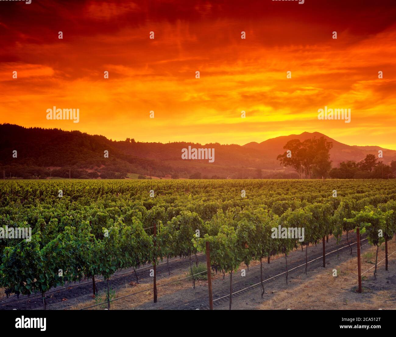 Viñedo al atardecer rojo y ardiente, Napa Valley, California, Estados Unidos Foto de stock
