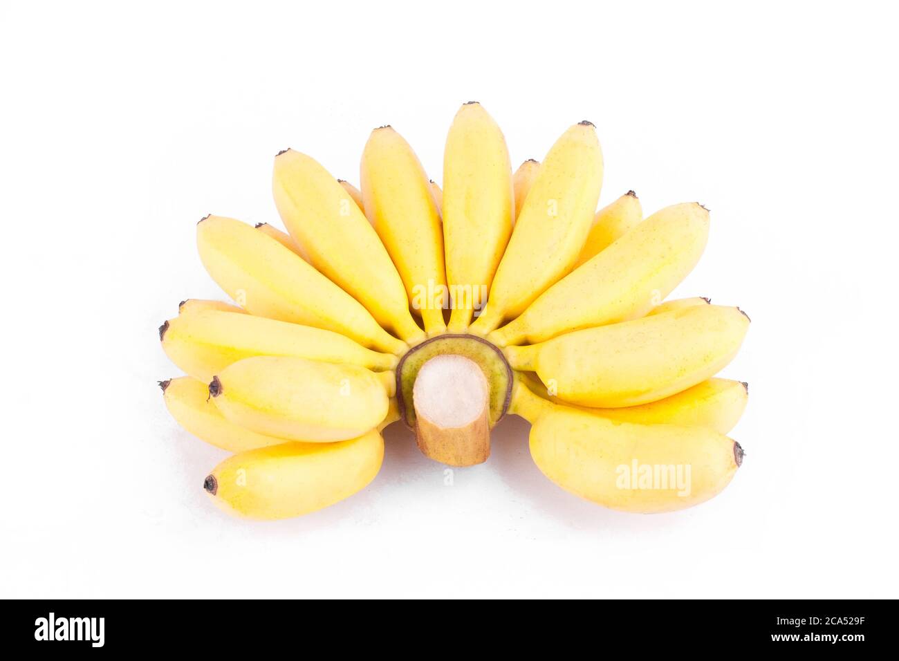 Mano madura de plátanos de oro o Lady Finger plátano sobre fondo blanco sano Pisang Mas Banana fruta comida aislada Foto de stock