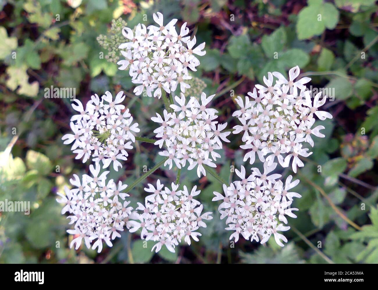 Planta de encaje reina annes fotografías e imágenes de alta resolución -  Alamy