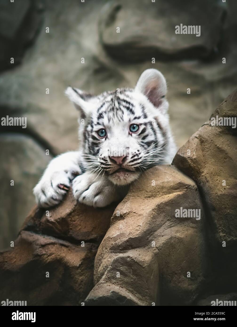Tigre blanco descansando lado a lado. El tigre blanco o tigre blanqueado es una variante pigmentación del tigre de Bengala, animales jóvenes, blanco y negro, Zoo Lib Foto de stock