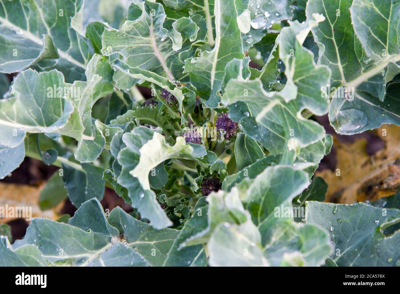 Purple Sprouting Broccoli Foto de stock