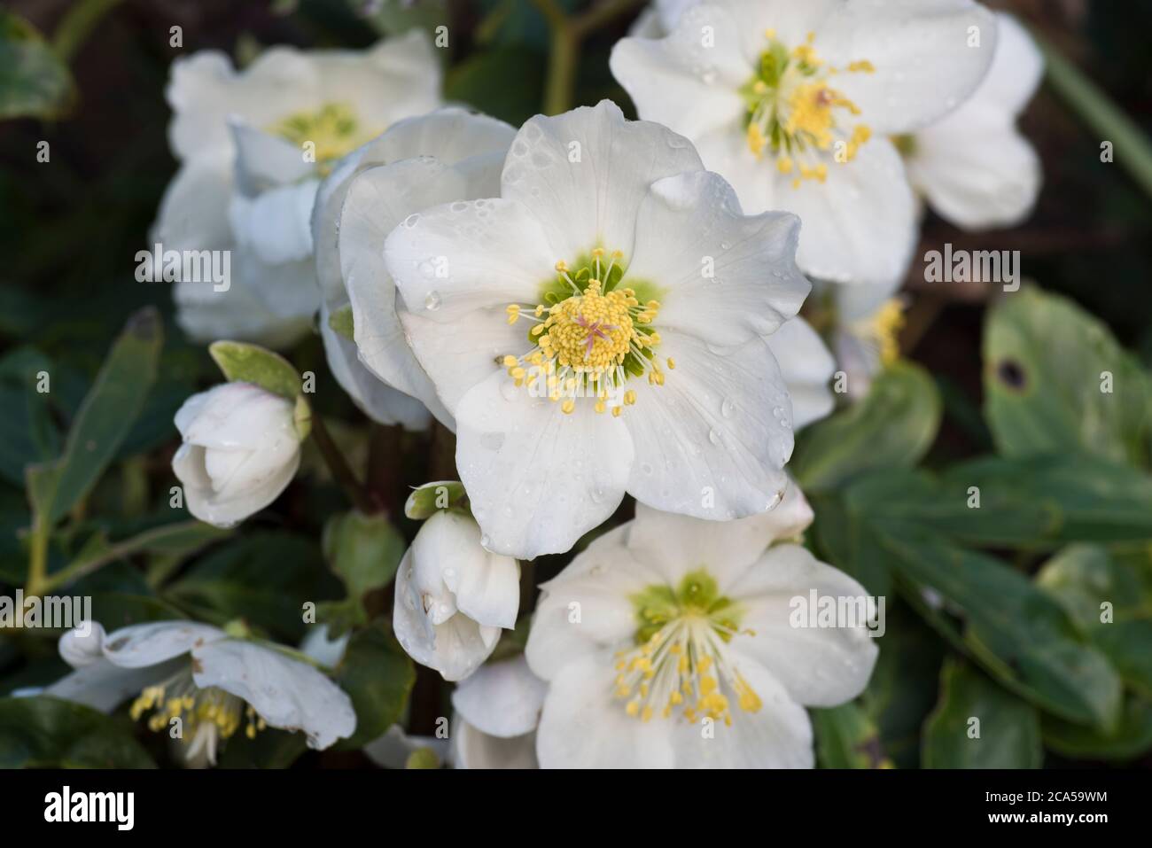 Hellebore flores Foto de stock