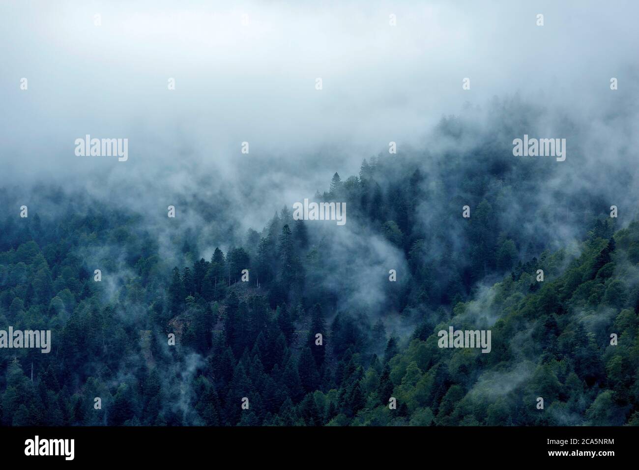 Francia, Altos Pirineos, Barousse, bosque nacional de Barousse, montañas boscosas en una niebla de la mañana Foto de stock