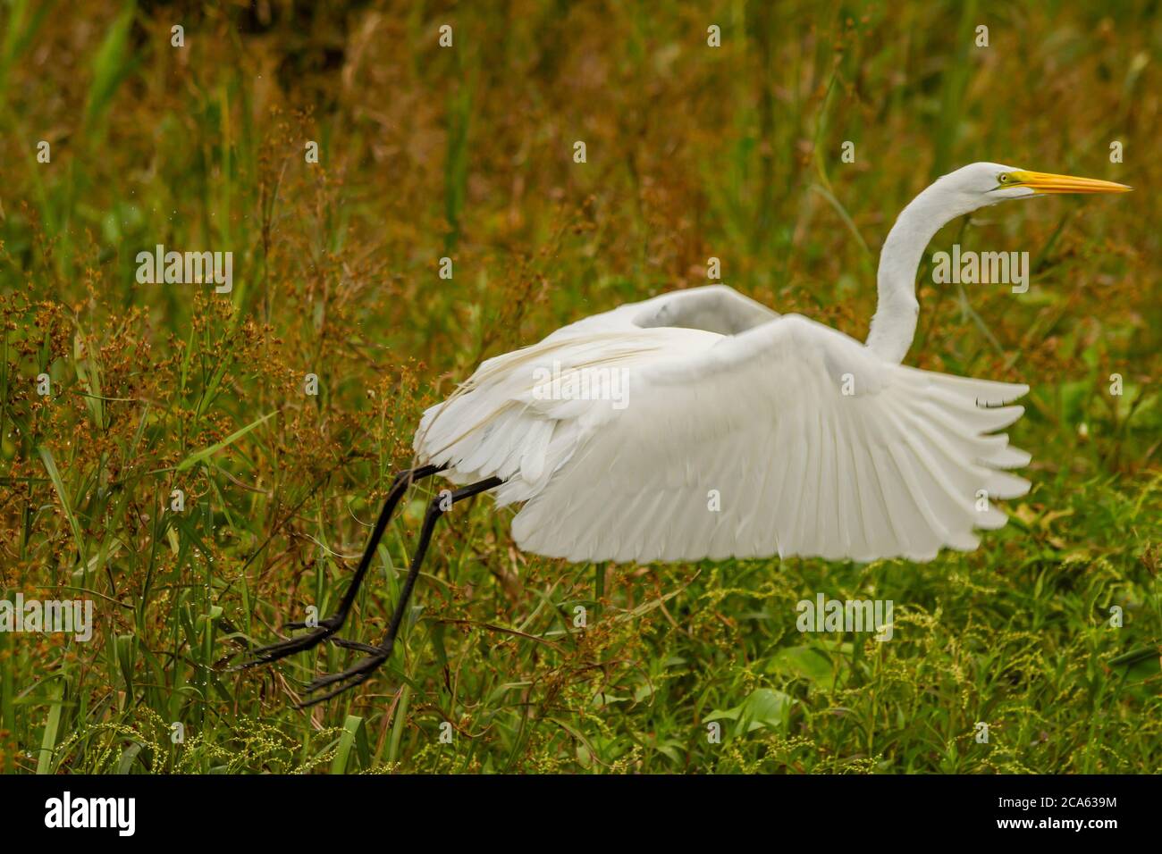 Gran Egret despegar de un humedal Foto de stock