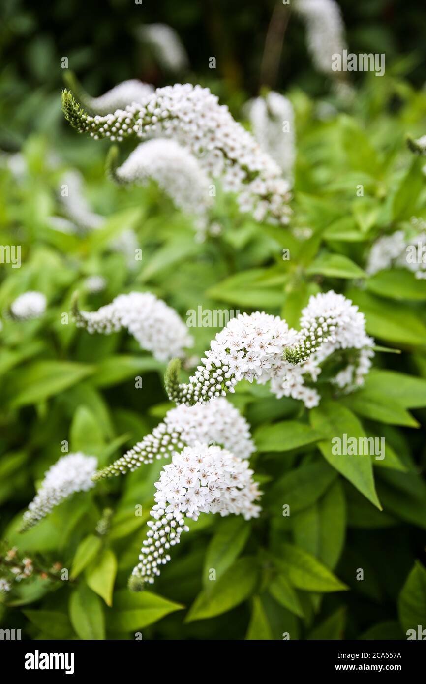 White Gooseneck loosestrife, Lysimachia en Yorkshire jardín agosto flores Foto de stock