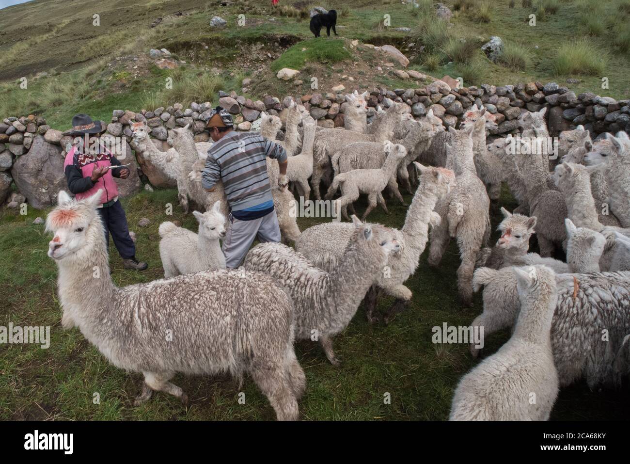 La alpacas en una comunidad peruana en los Andes, preparándolos para un chequeo de salud. Foto de stock