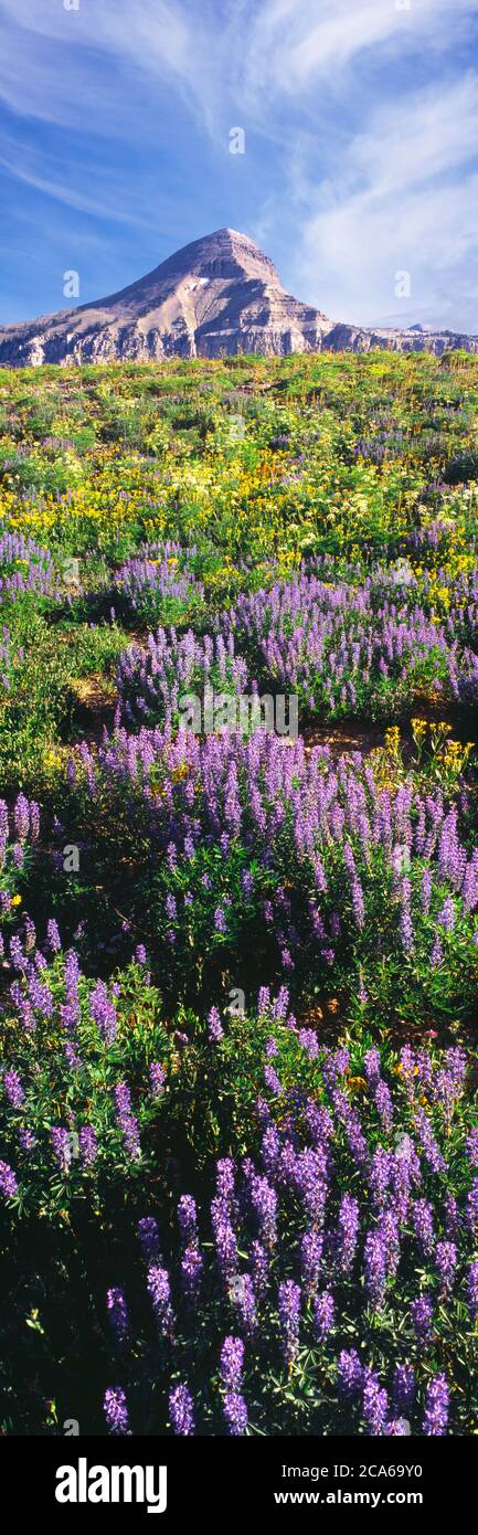 Vista de las flores de chocho en el fondo de la montaña, Teton Crest Trail, Fossil Mountain, Jedediah Smith Wilderness, Caribou-Targhee National Forest, Wyoming, EE.UU Foto de stock