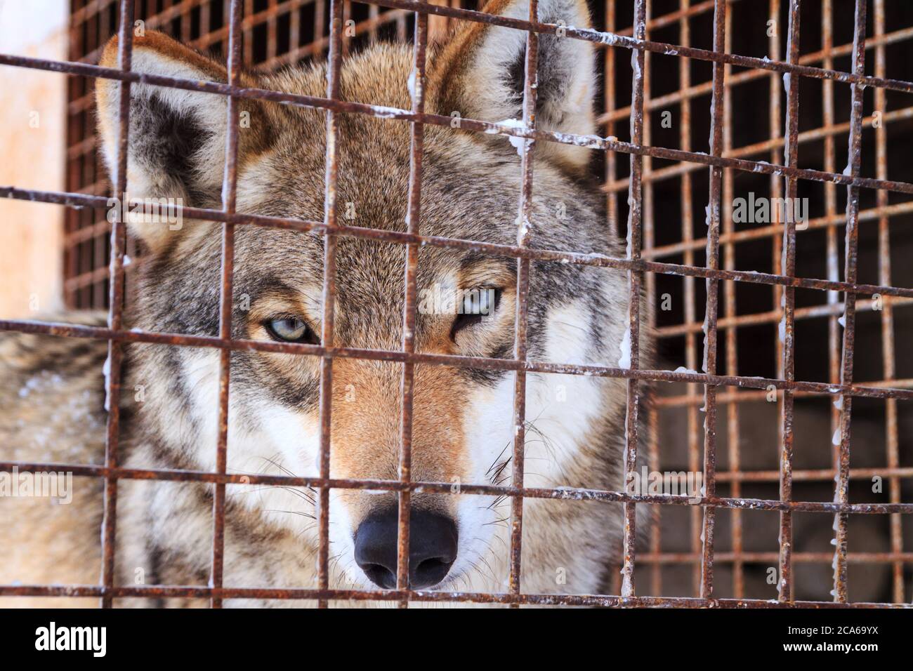 retrato de lobo detrás de las barras en jaula en el día frío de invierno Foto de stock