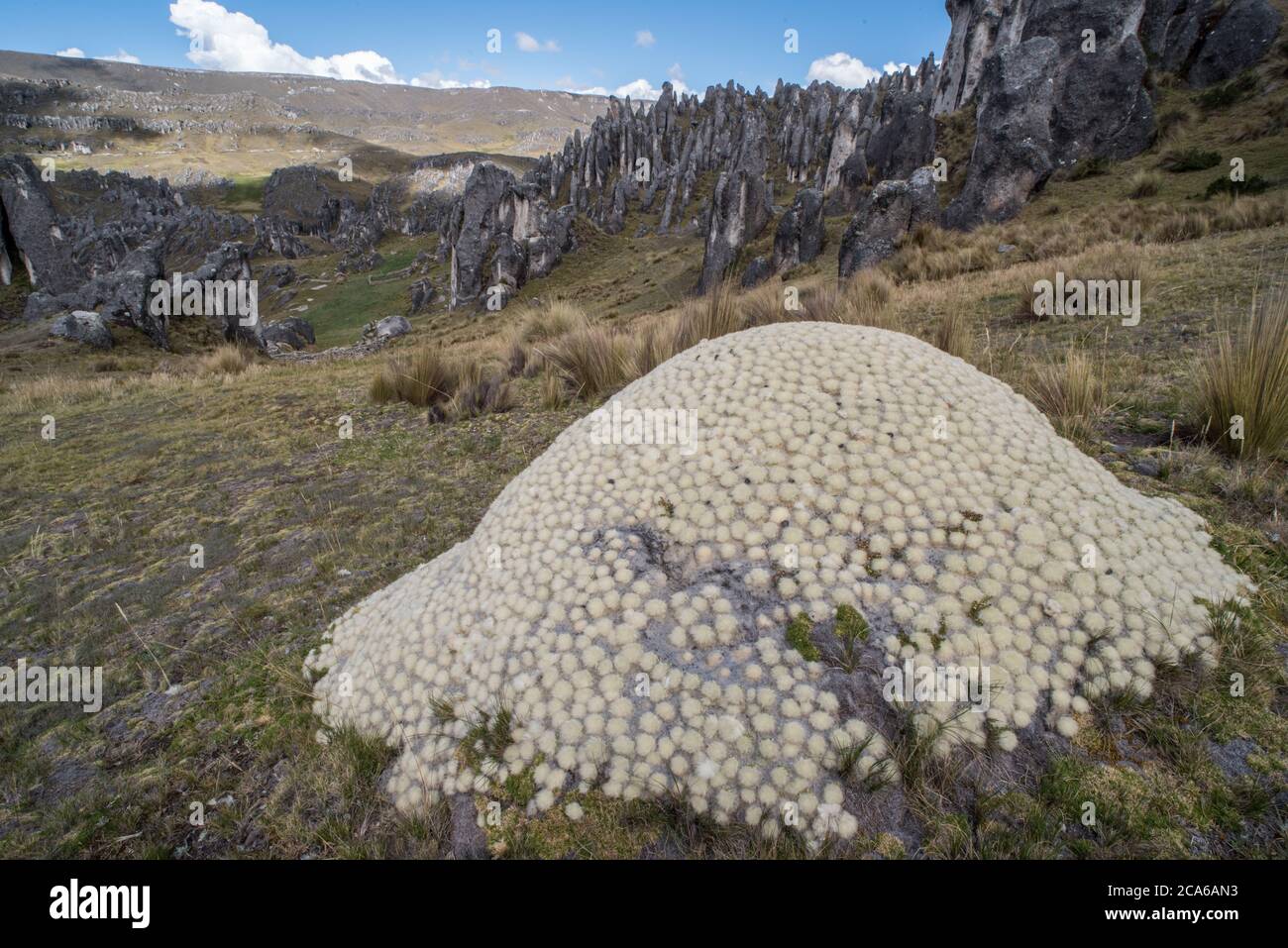 Austrocylindropuntia (Punotia) lagopus, una especie amenazada de cactus que crece en los Andes altos del Perú. Foto de stock
