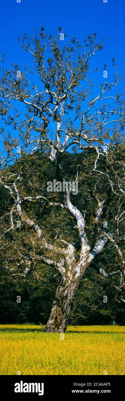 Árbol de Sycamore, Cambria, California, Estados Unidos Foto de stock