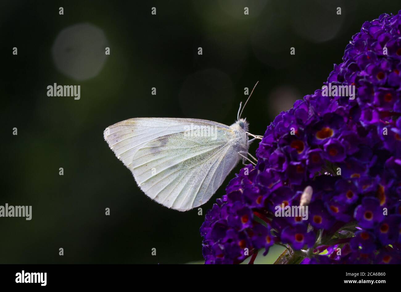 Pequeña mariposa blanca con ojos azules, un pequeño blanco, en la flor del lila de verano Foto de stock