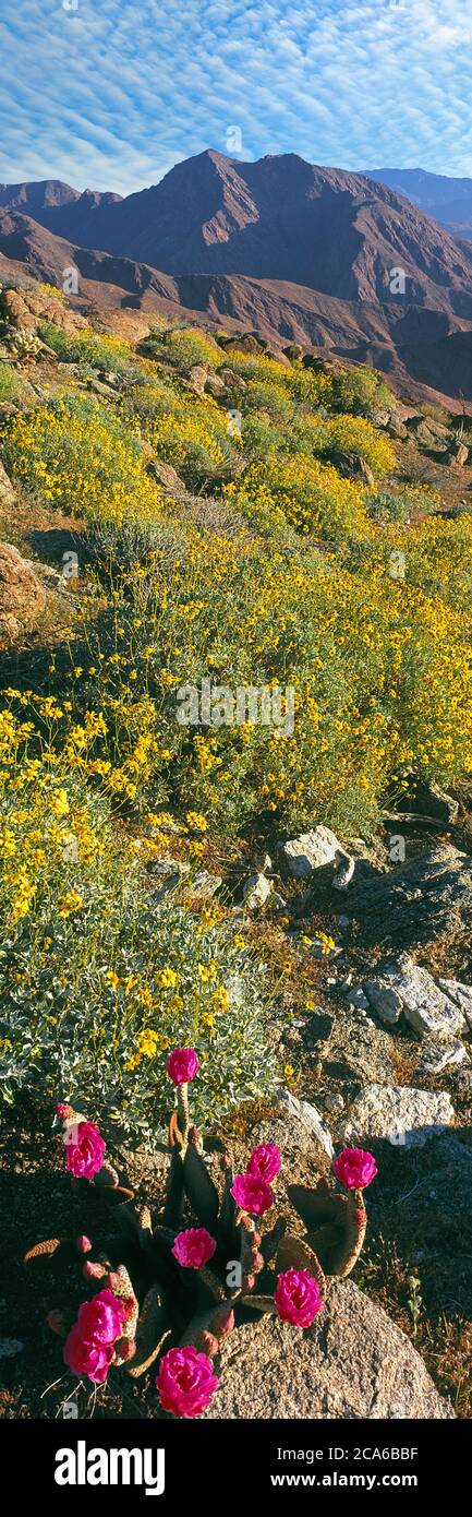 Cactus Beavertail (Opuntia basilaris) y arbusto de la zarza (Encelia farinosa), Montañas San Ysidro, Parque Estatal del Desierto de Anza Borrego, California, EE.UU Foto de stock