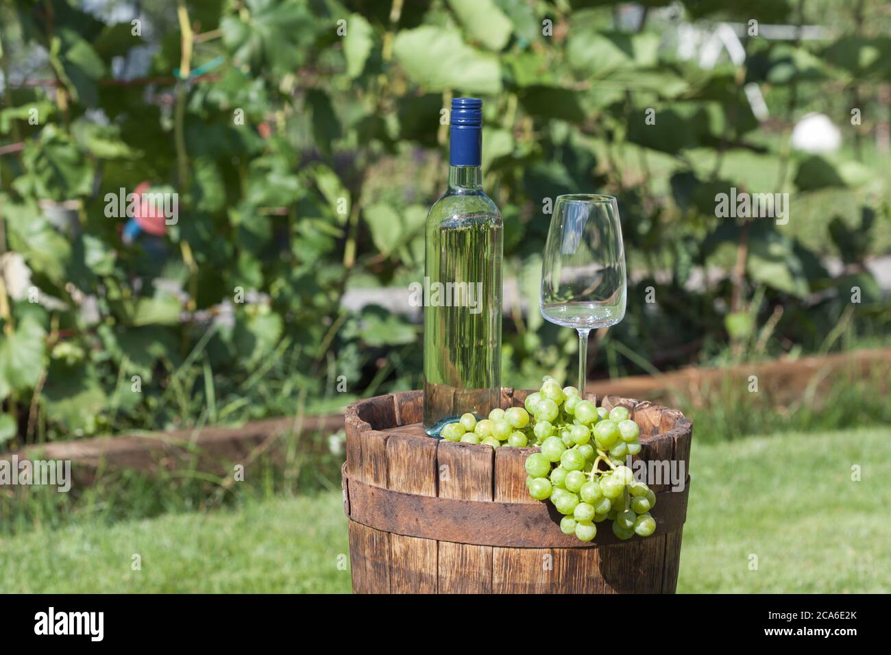 Vino blanco sobre barril de madera con plantación de uvas sobre fondo Foto de stock