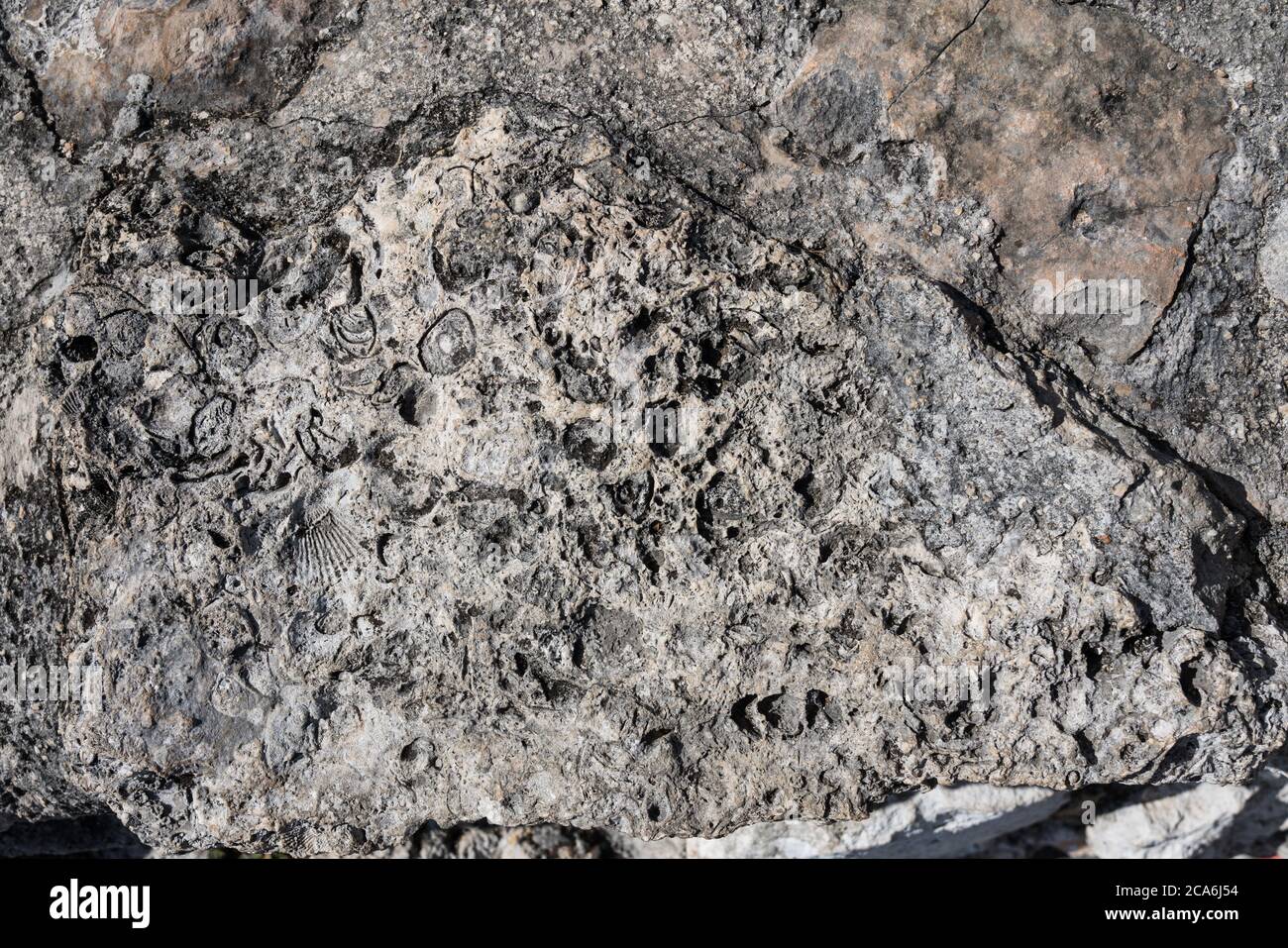 Seahells y fósiles marinos en la piedra caliza utilizada para construir la ciudad maya postclásica de Mayapan, Yucatán, México. Foto de stock