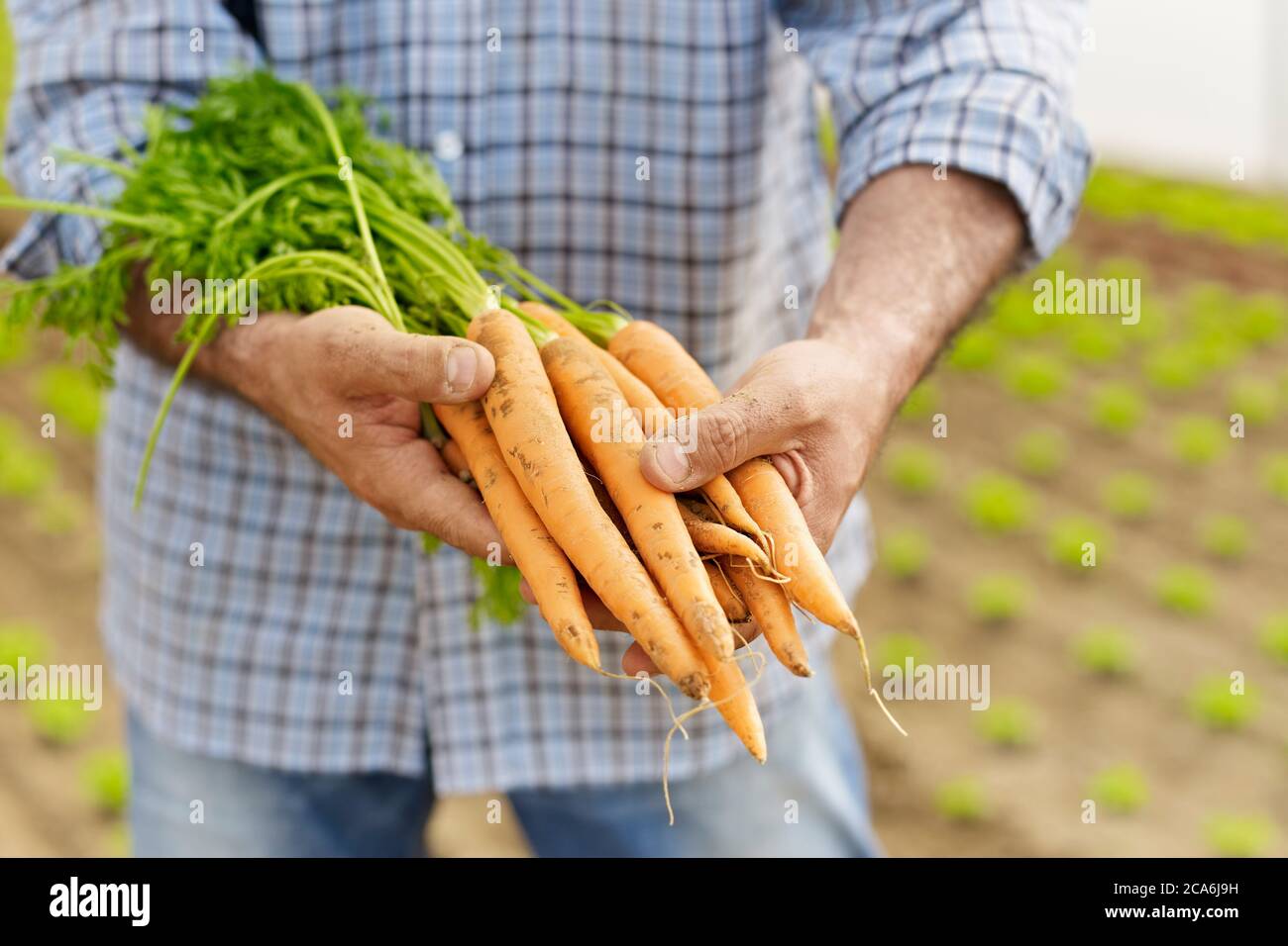 Granjero mostrando a los zanahorias y verduras a la cámara en Greenhouse Foto de stock