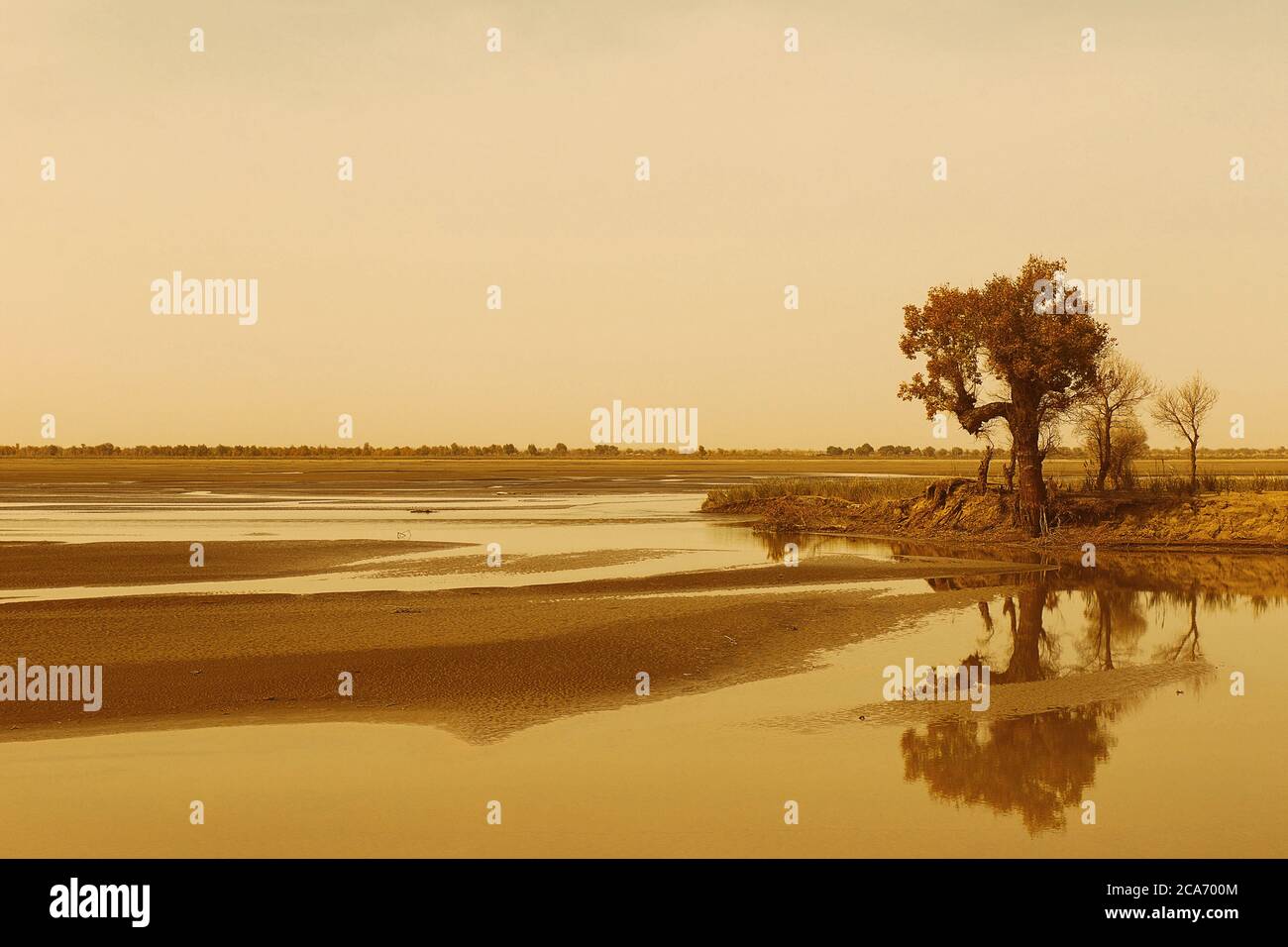 árbol reflejado en el agua, desierto de hotan - china Foto de stock