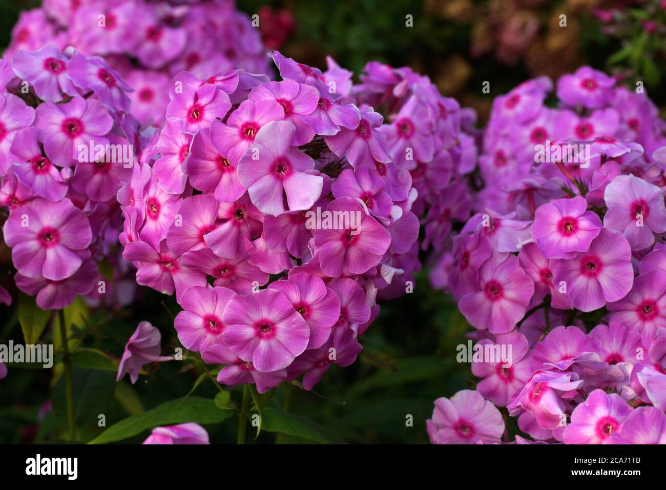 Hermoso rosa flox en el verano en el jardín. Foto de stock