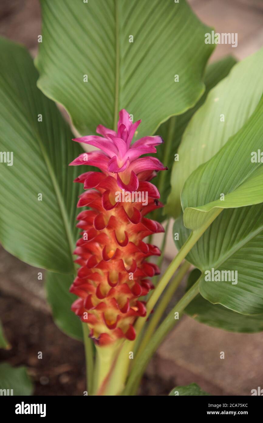 Flor de curcuma roscoeana fotografías e imágenes de alta resolución - Alamy