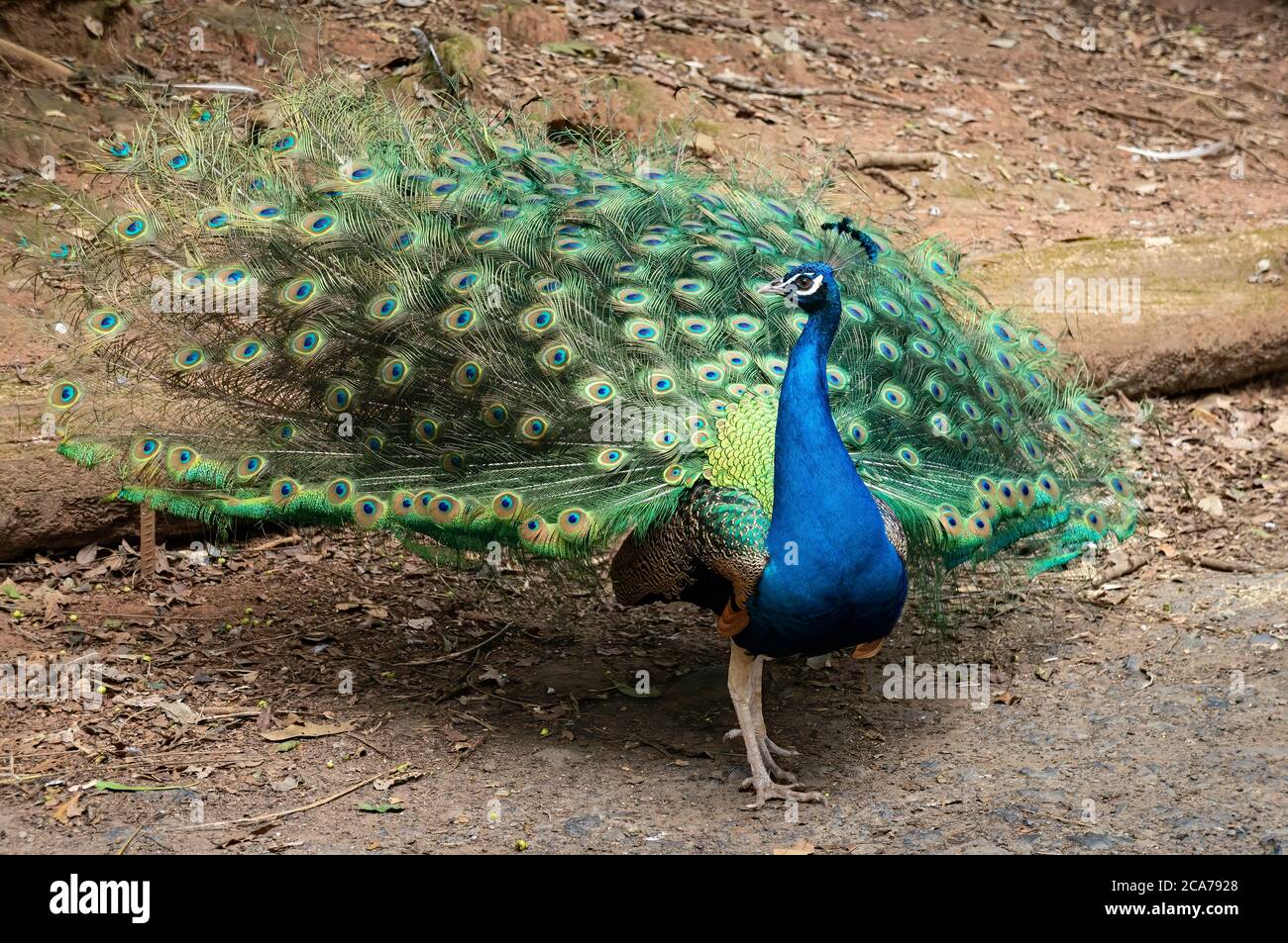 Un ave de ave India (Pavo cristatus - una especie de Pheasant) abriendo sus coloridas y brillantes plumas de cola para un peahen dentro del parque zoológico Zoo Safari. Foto de stock