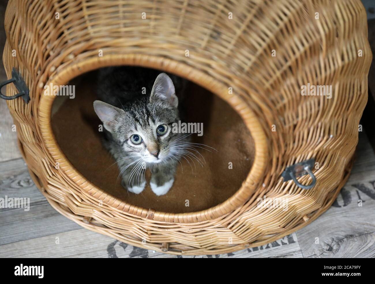 Neustrelitz, Alemania. 14 de julio de 2020. Un pequeño gato mira por su  cesta en el paraíso de los gatos Neustrelitz. Más de 50 patas de terciopelo  viven actualmente en el paraíso