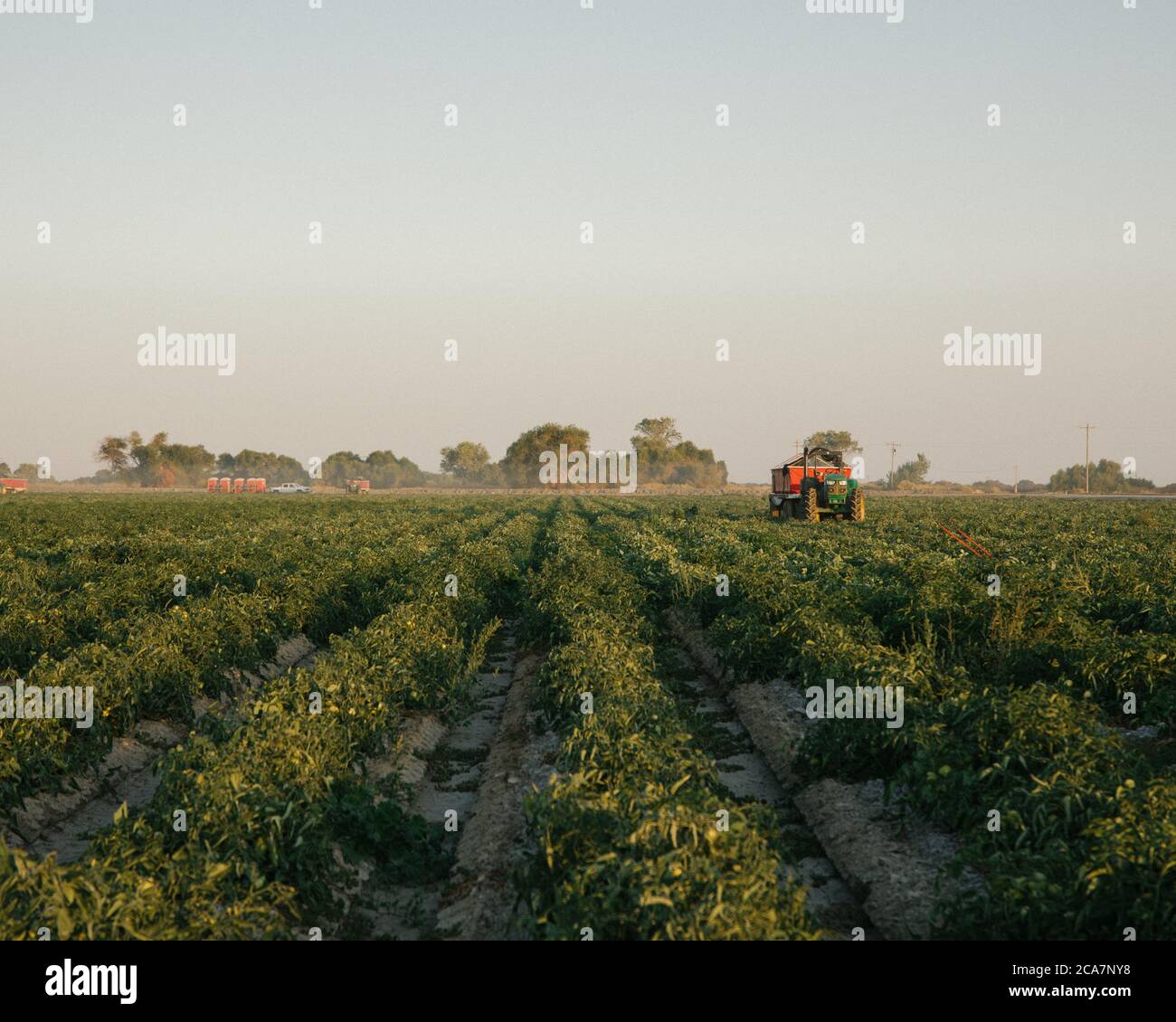Un tractor se sienta en un campo de tomate alrededor del amanecer Foto de stock