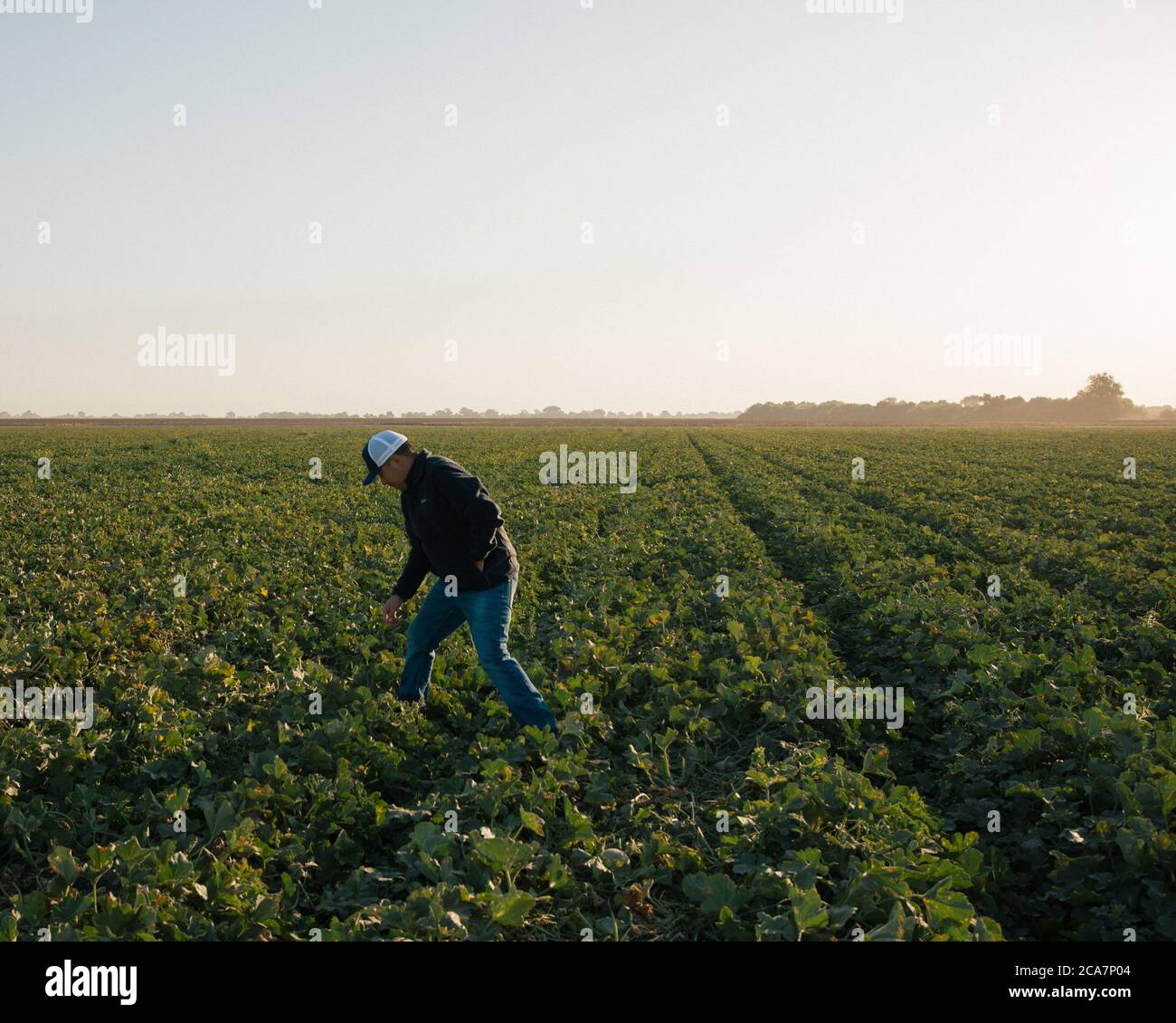 Un granjero en un campo de cantalupo alrededor del amanecer Foto de stock