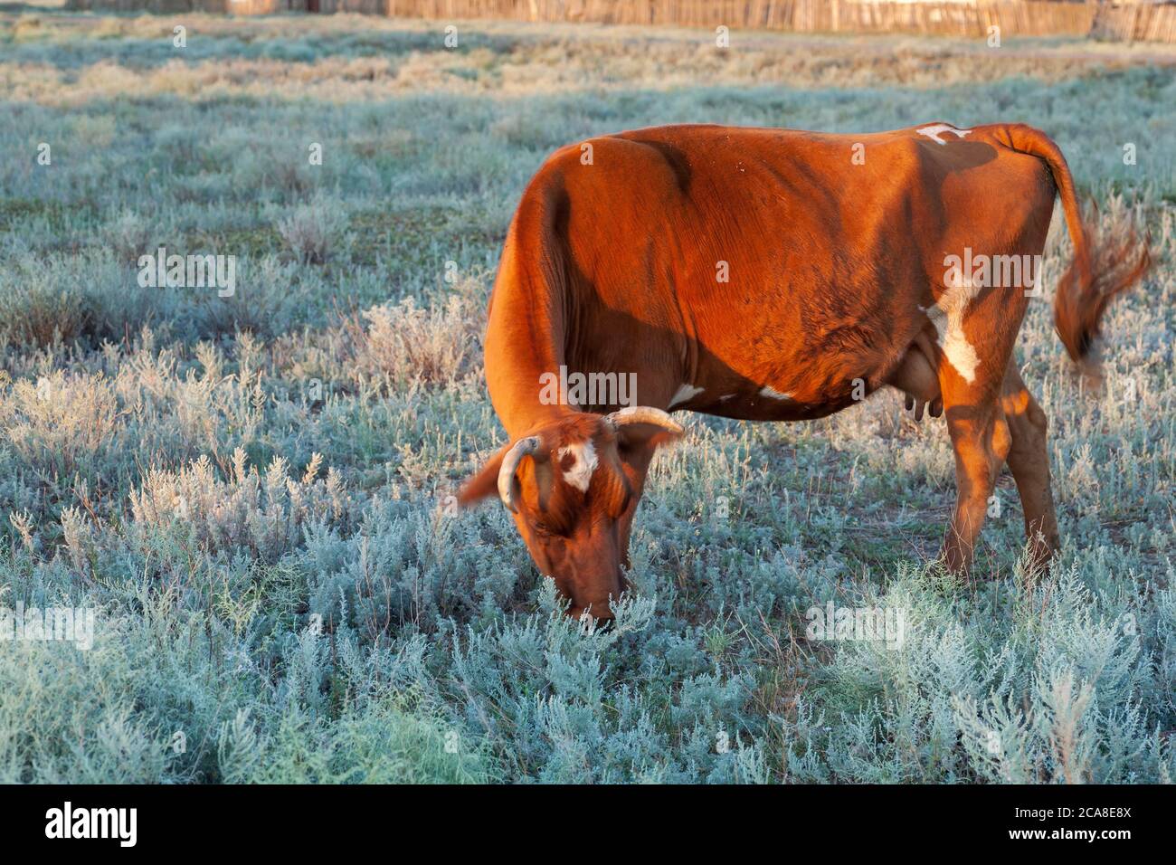 Una vaca se agranda en un prado en busca de alimentos entre los magros semi-desiertos de las estepas de Kalmyk Foto de stock