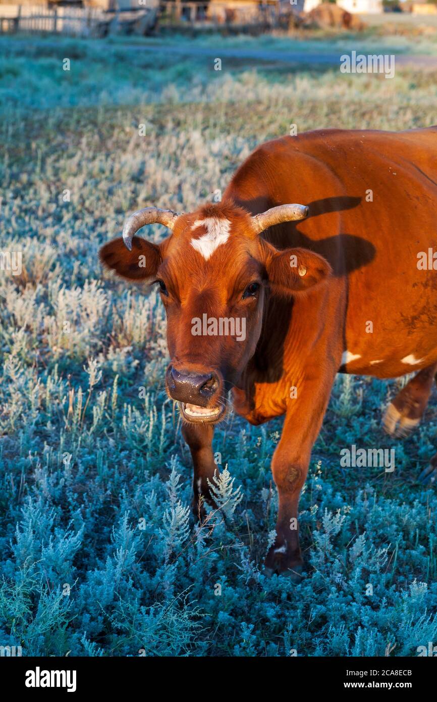 Una vaca se agranda en un prado en busca de alimentos entre los magros semi-desiertos de las estepas de Kalmyk Foto de stock