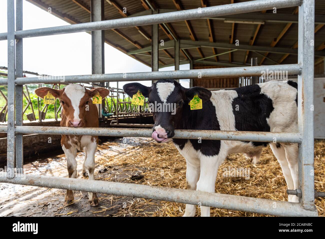 Käalber für die Rinderzucht auf einem Biohof en Schleswig-Holstein Foto de stock