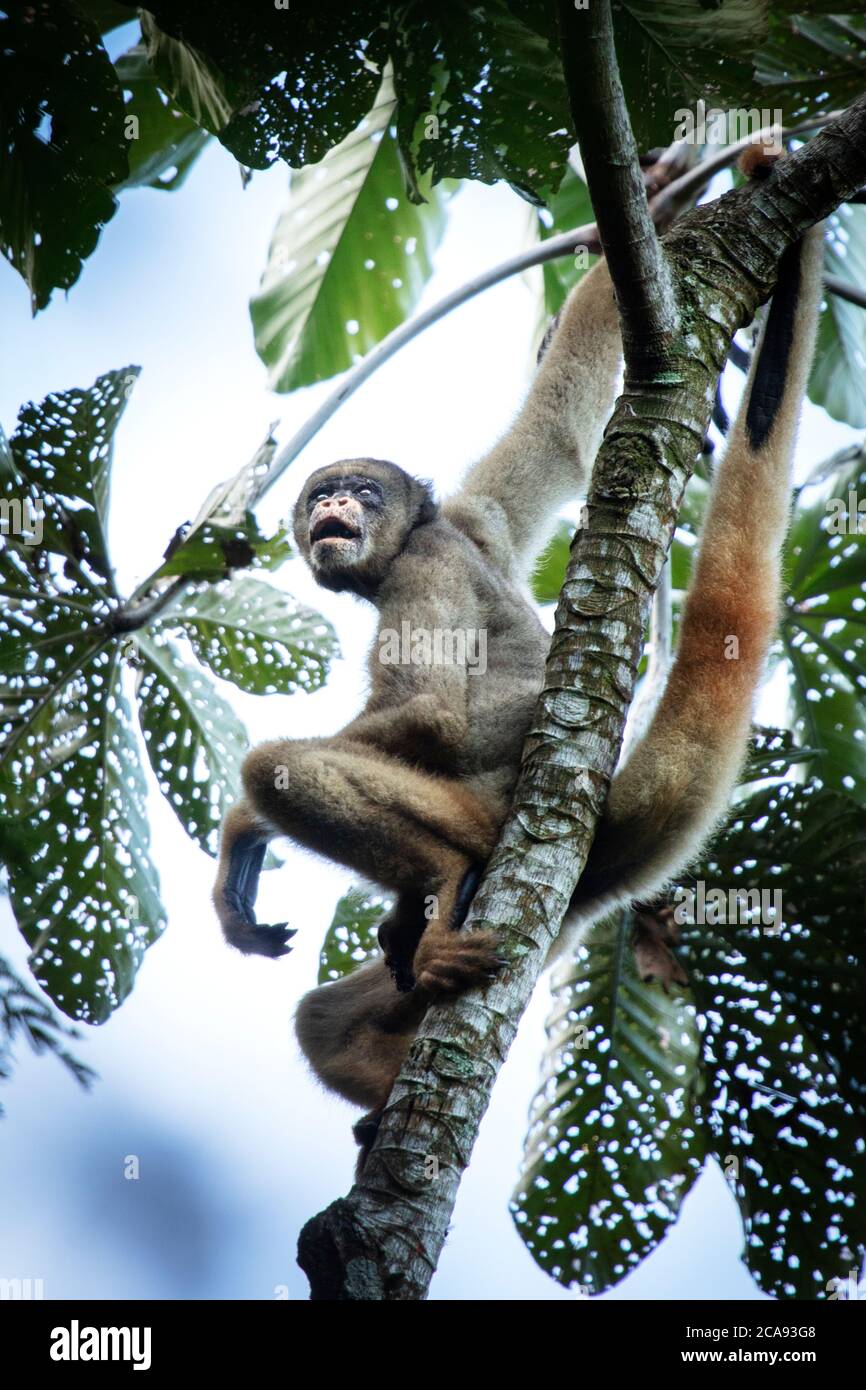 Muriqui septentrional (mono araña de lana), en peligro crítico de extinción (Brachyteles hypoxanthus) En la selva tropical costera atlántica de Brasil Foto de stock