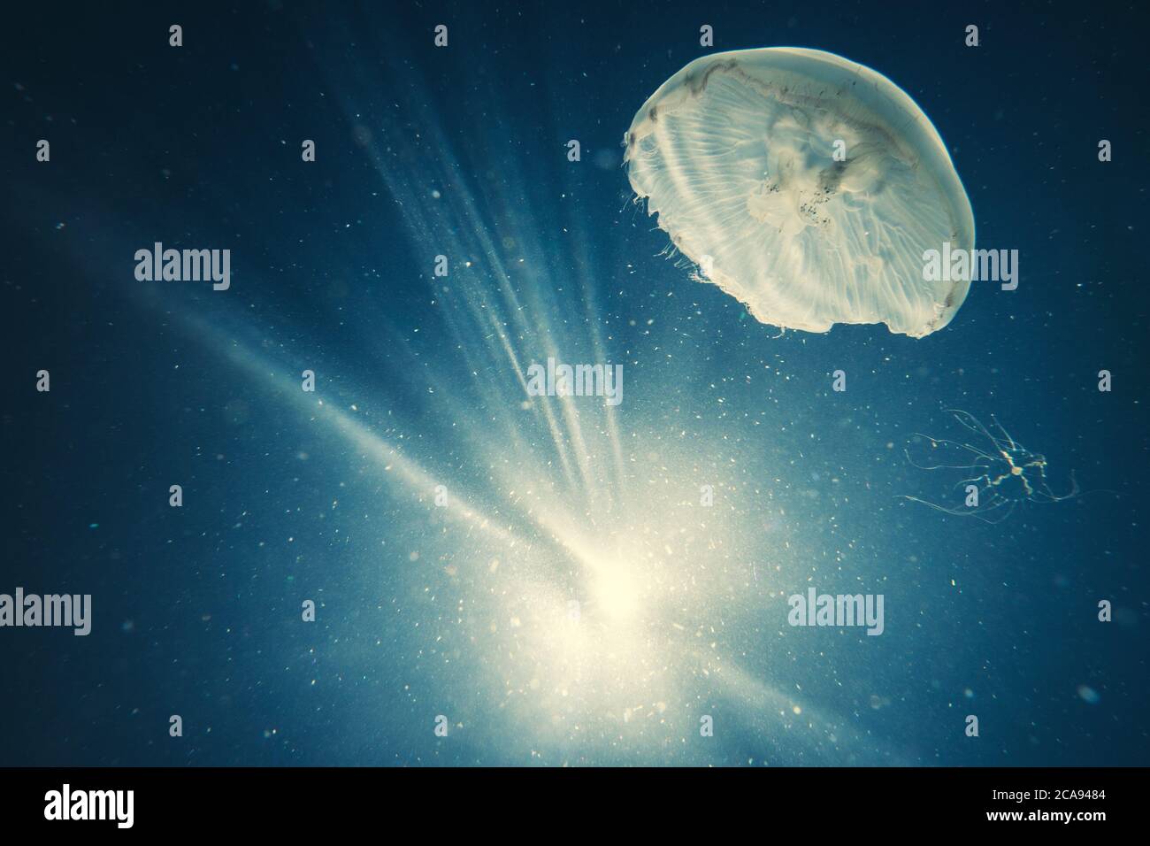 Imagen submarina de medusas en el mar Foto de stock