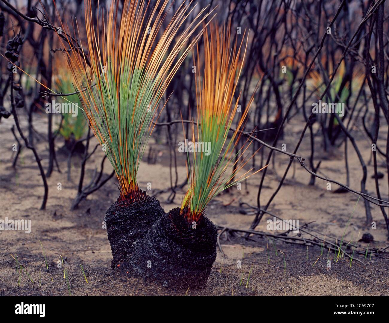 Los árboles de pasto quemados (Xanthorrhoea australis) se regeneran después de incendios de matorrales en Nueva Gales del Sur, Australia Foto de stock