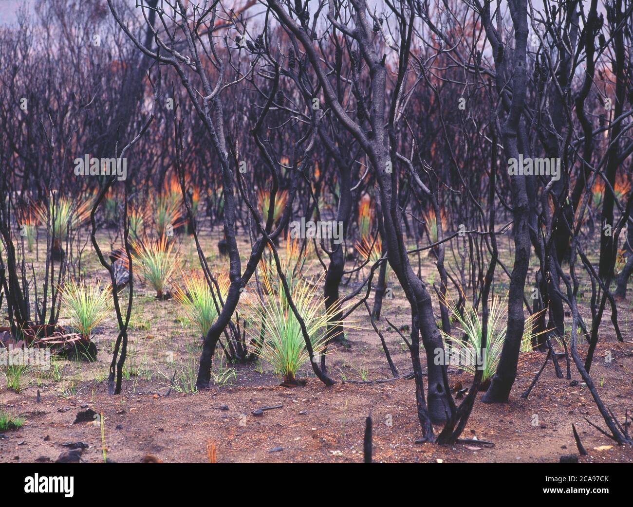 Los árboles de pasto quemados (Xanthorrhoea australis) se regeneran después de incendios de matorrales en Nueva Gales del Sur, Australia Foto de stock