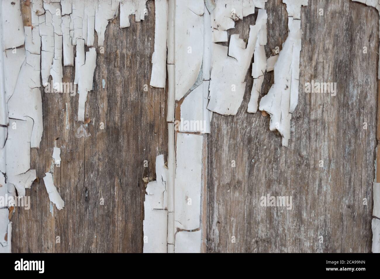 La pared de madera con pintura blanca está muy deteriorada y pelando la pintura  blanca vieja en la madera textura de cierre, pintura pelada, antigua,  vintage, copia espacio de palmada Fotografía de