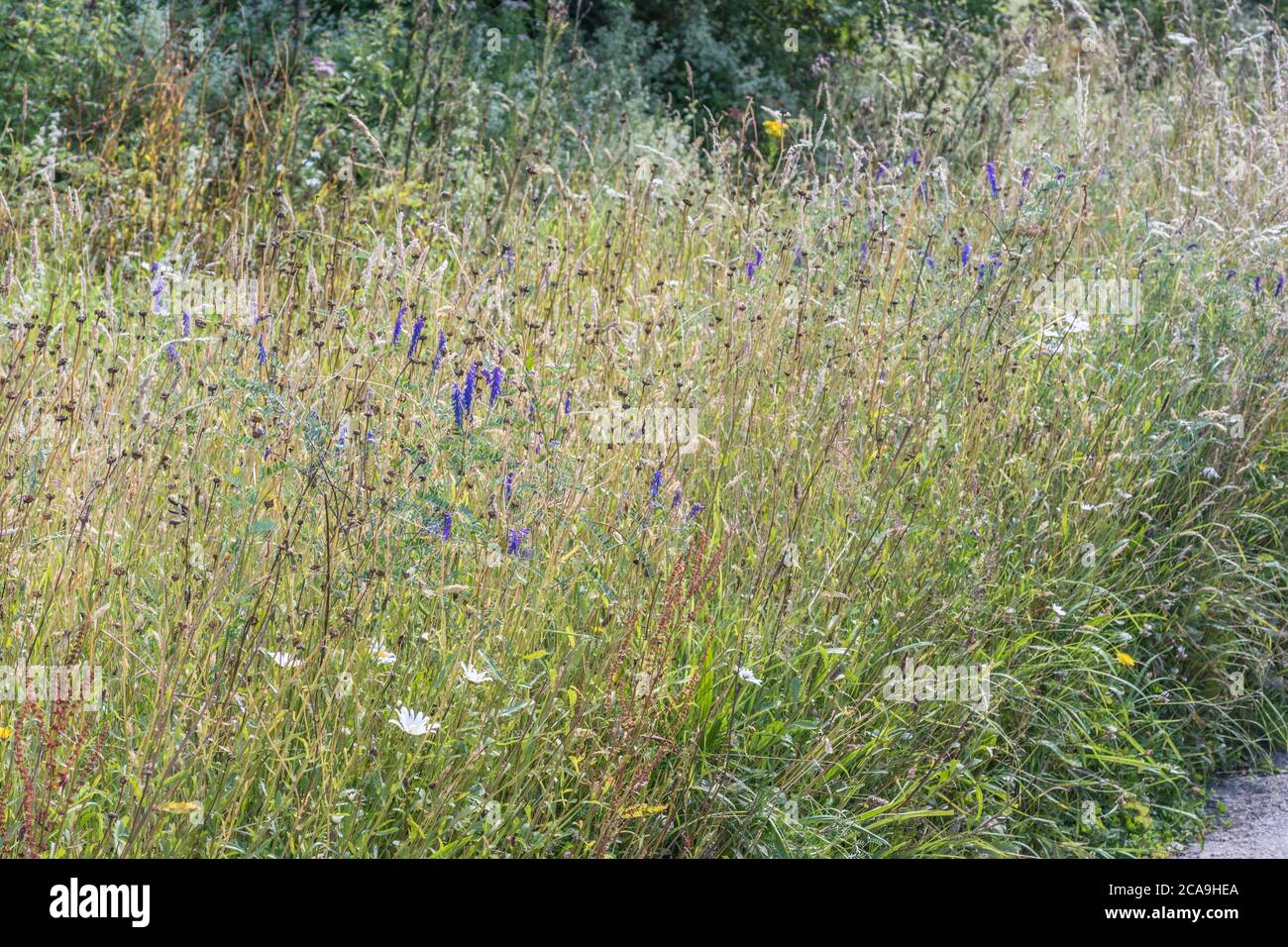 Amplia variedad de coloridas malezas en la carretera del Reino Unido bajo el sol del verano. Para el overtwn o overgrown por las cizañas, las cizañas fuera de control, Foto de stock