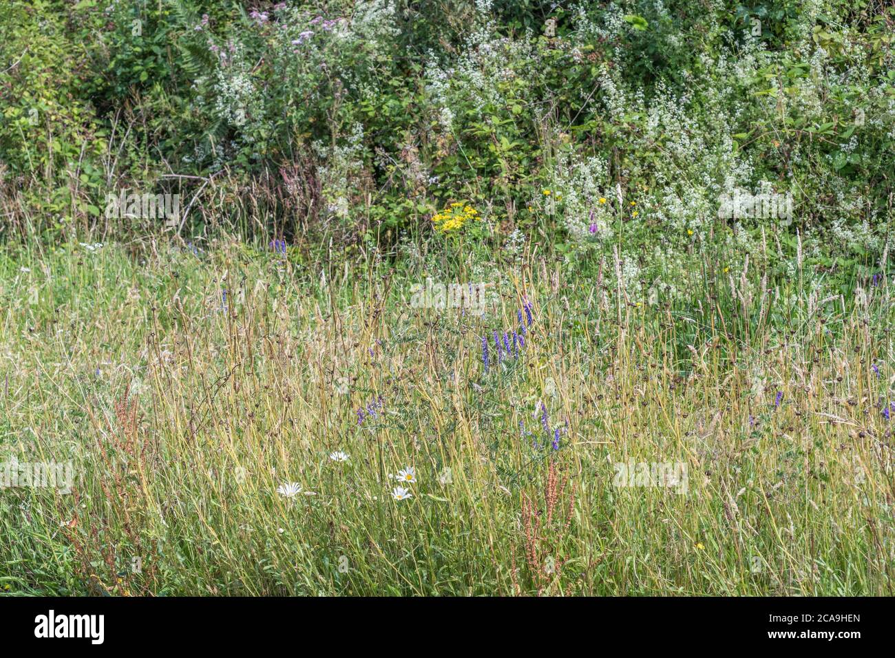 Amplia variedad de coloridas malezas en la carretera del Reino Unido bajo el sol del verano. Para el overtwn o overgrown por las cizañas, las cizañas fuera de control, Foto de stock