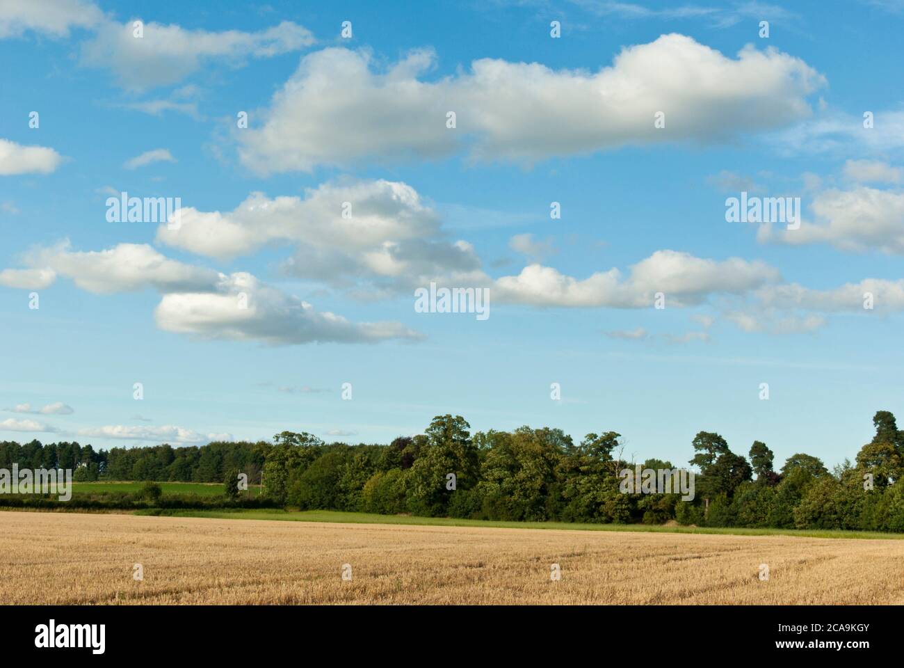Cielo grande y nubes mullidas sobre Nottinghamshire, agosto. Foto de stock