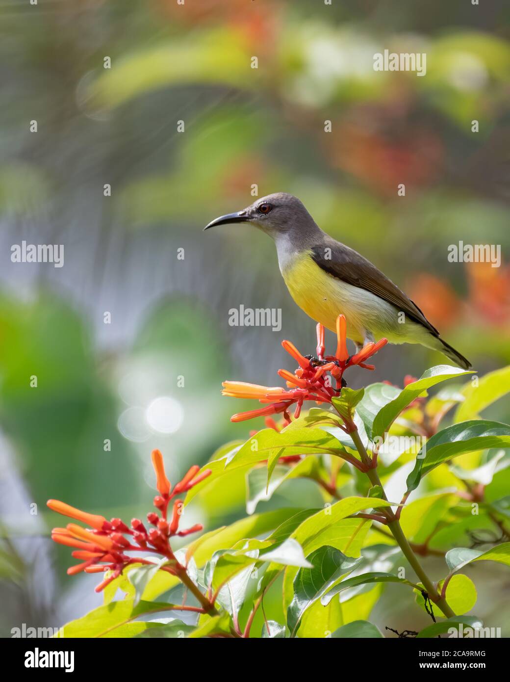 Una mujer encantadora - Púrpura-rumped sunbird (Leptocoma zeylonica), de pie en la rama de algunas plantas de flores de color naranja en el jardín en Karnataka, India Foto de stock