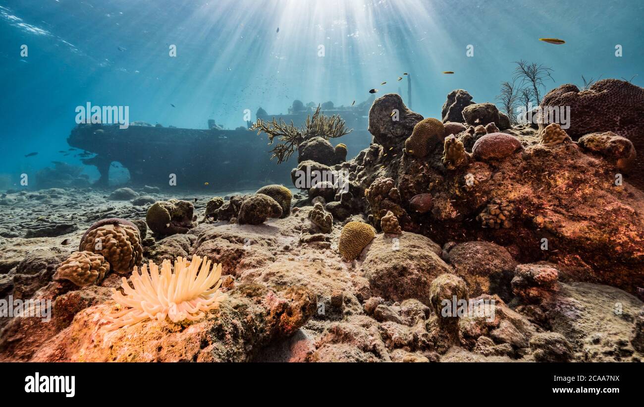 Naufragio 'Tugboat' en aguas poco profundas de arrecife de coral en el mar Caribe con Anemone Mar, Bandera de Curacao, vista a la superficie y rayos de sol Foto de stock
