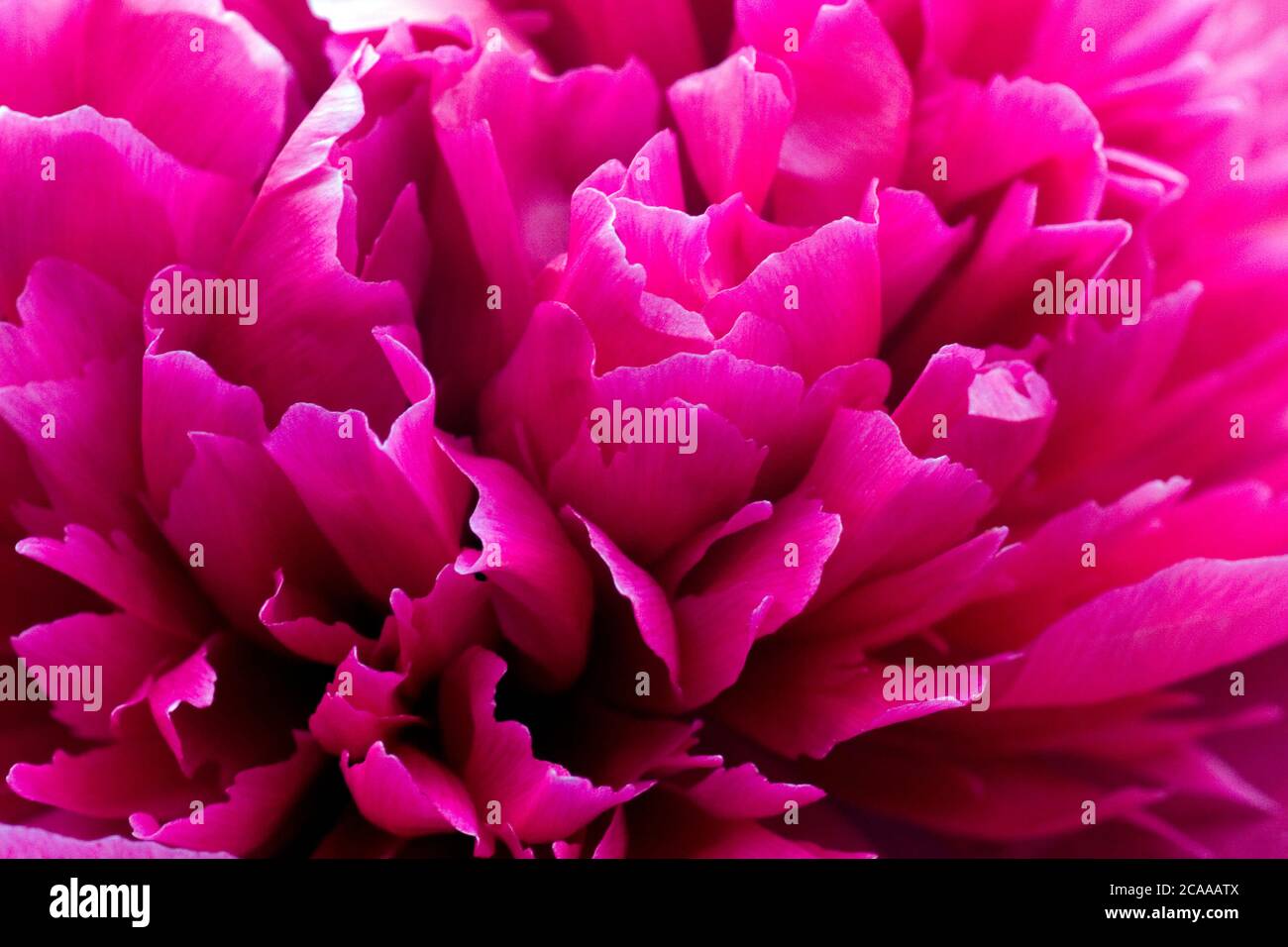 Detalle de primer plano de la flor de la peonía rosa (paeonia) Foto de stock